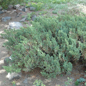 San Jose Juniper