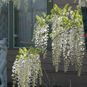 White Chinese Wisteria flowers