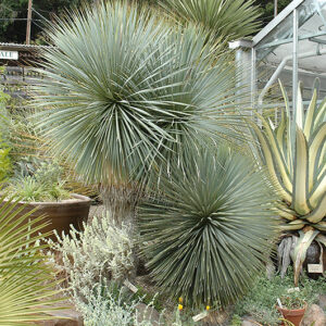 Blue Yucca