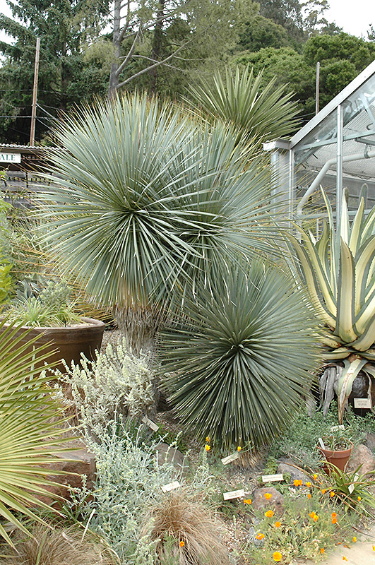 Blue Yucca
