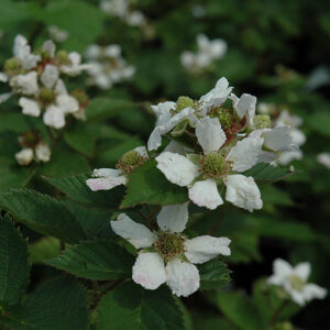 Triple Crown Blackberry flowers