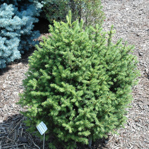 Sherwood Compact Norway Spruce