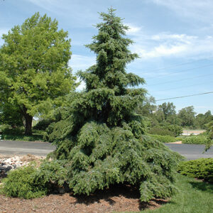 Weeping Serbian Spruce