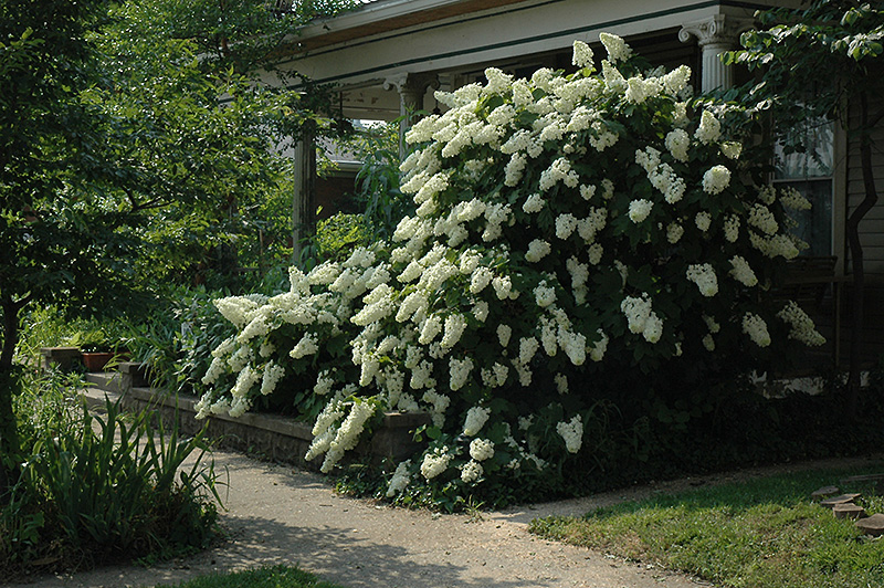 Snowflake Hydrangea in bloom
