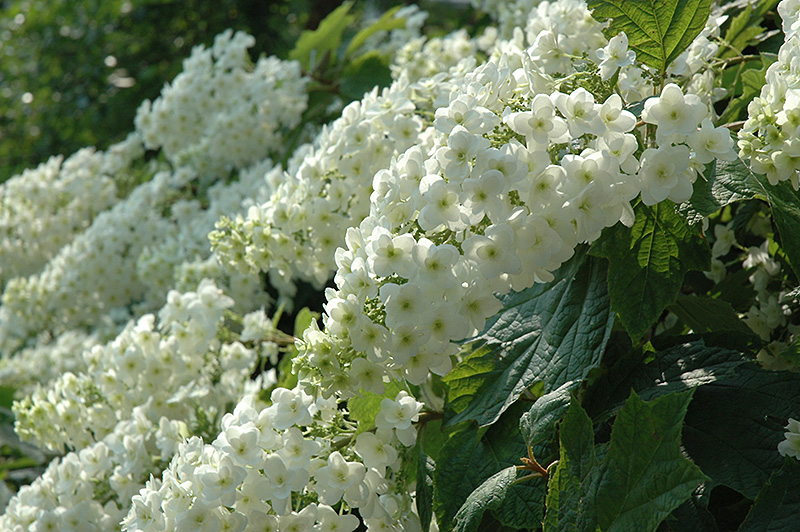 Snowflake Hydrangea flowers