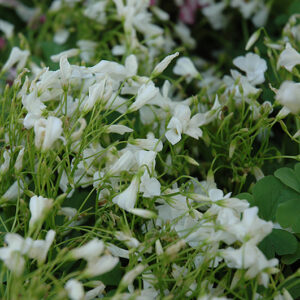 White Wood Sorrel in bloom