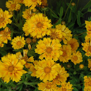 Jethro Tull Tickseed in bloom