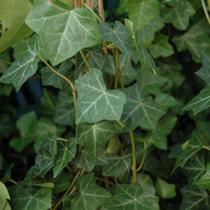 Thorndale Ivy foliage