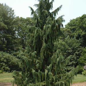 Blue Weeping Nootka Cypress