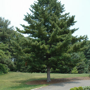 Korean Pine