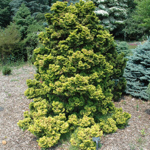 Golden Hinoki Falsecypress