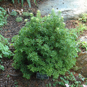Bonsai Japanese Pieris
