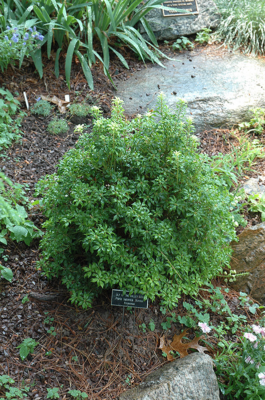 Bonsai Japanese Pieris