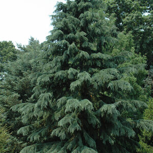 Deodar Cedar