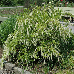 Little Henry® Virginia Sweetspire in bloom