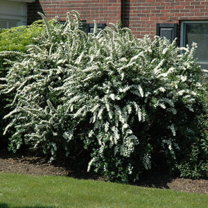 Renaissance Spirea in bloom