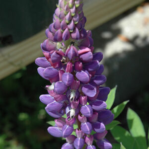 Gallery&trade; Blue Lupine flowers