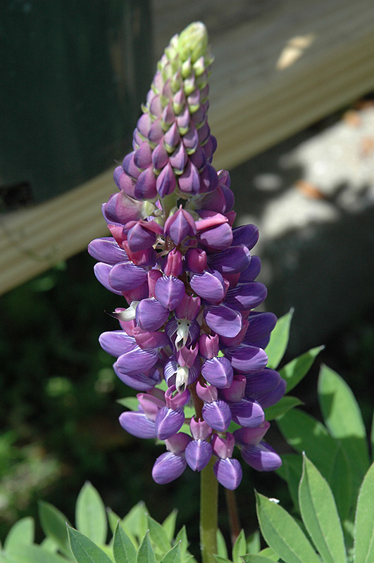 Gallery™ Blue Lupine flowers