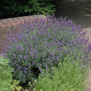 English Lavender in bloom