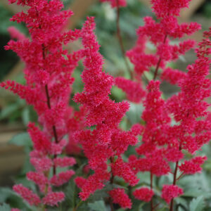 Fanal Astilbe flowers