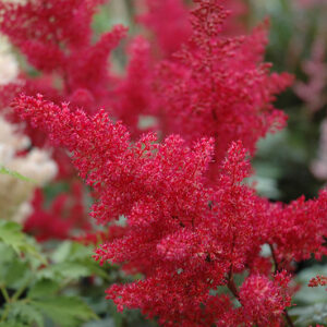 Montgomery Japanese Astilbe flowers