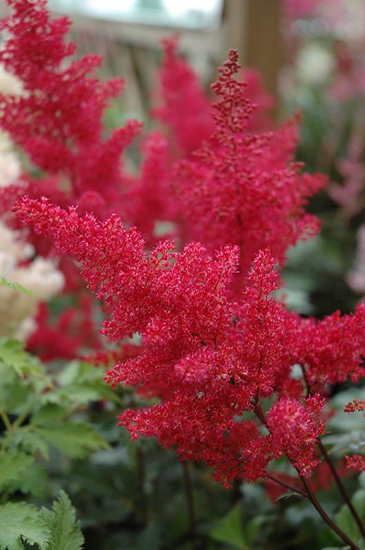 Montgomery Japanese Astilbe flowers