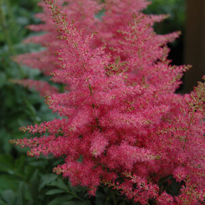 Younique Carmine™ Astilbe flowers