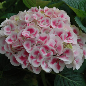 Cityline&reg; Mars Hydrangea flowers