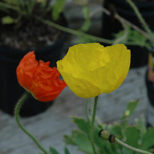 Wonderland Mix Poppy flowers