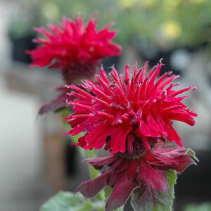 Fireball Beebalm flowers
