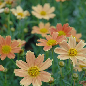 Sienna Sunset Tickseed flowers