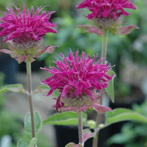 Purple Rooster Beebalm flowers