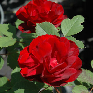 Hope for Humanity Rose flowers
