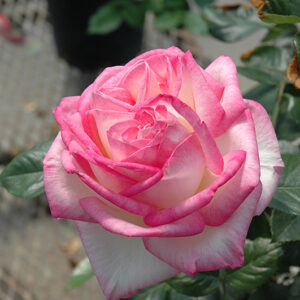 Princesse de Monaco Rose flowers