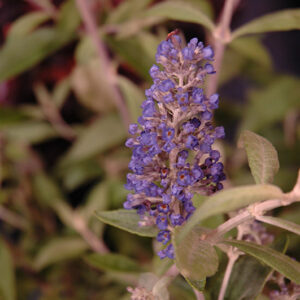 Flutterby Petite&reg; Blue Heaven Butterfly Bush flowers