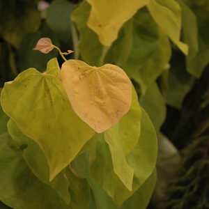 The Rising Sun Redbud foliage