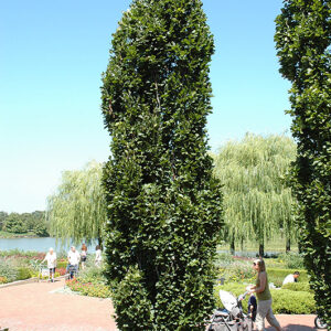 Pyramidal Beech