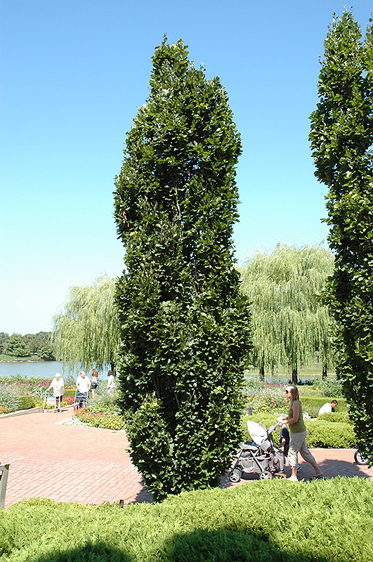 Pyramidal Beech