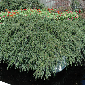 Hesse Cotoneaster