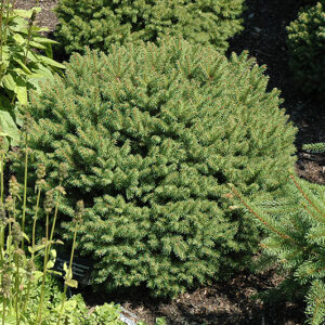 Hildburghausen Norway Spruce