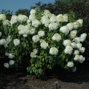 Phantom Hydrangea in bloom