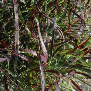 Blood Brothers Red Switch Grass foliage