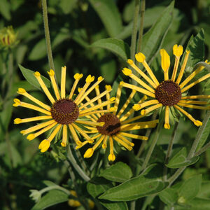 Henry Eilers Sweet Coneflower flowers