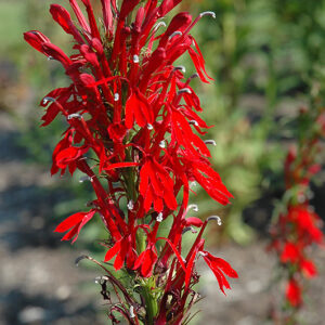Cardinal Flower flowers