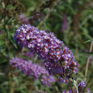 Nanho Blue Butterfly Bush flowers