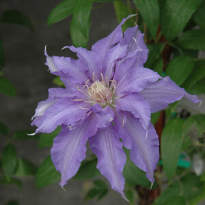 Countess Of Lovelace Clematis flowers