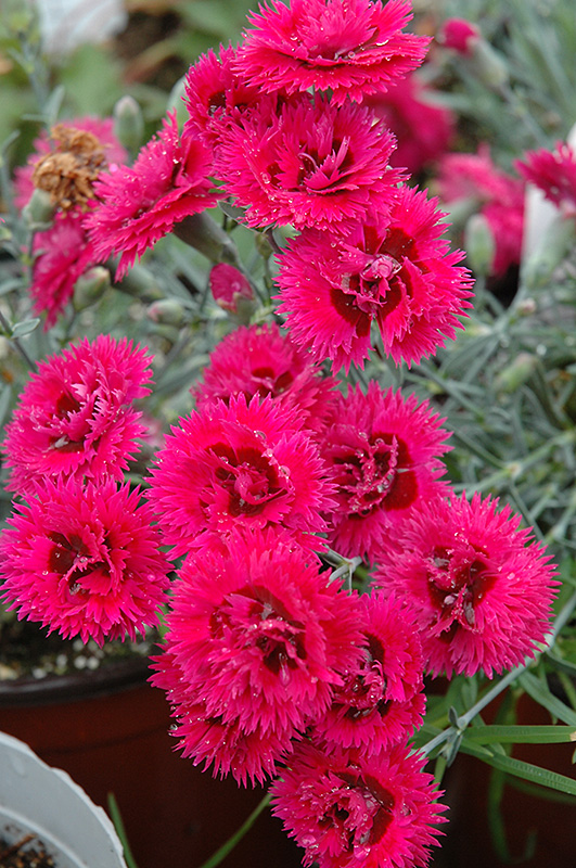 Starlette Pinks flowers