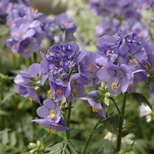 Bressingham Purple Jacob's Ladder flowers