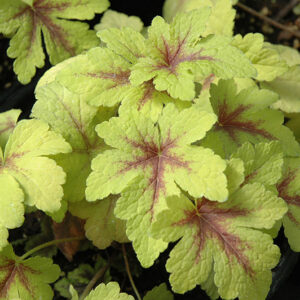 Golden Zebra Foamy Bells foliage