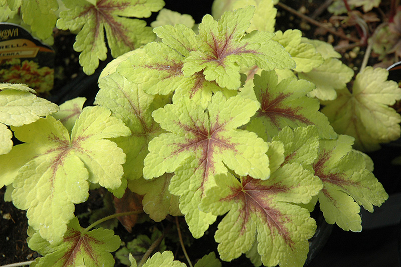 Golden Zebra Foamy Bells foliage